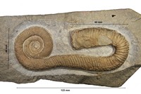 Macroscaphites yvani